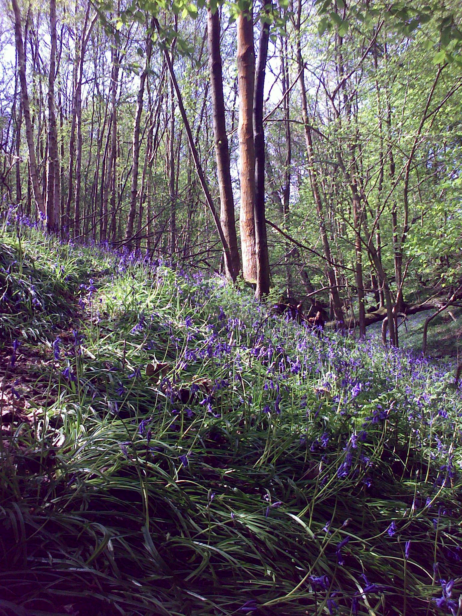 Bluebells