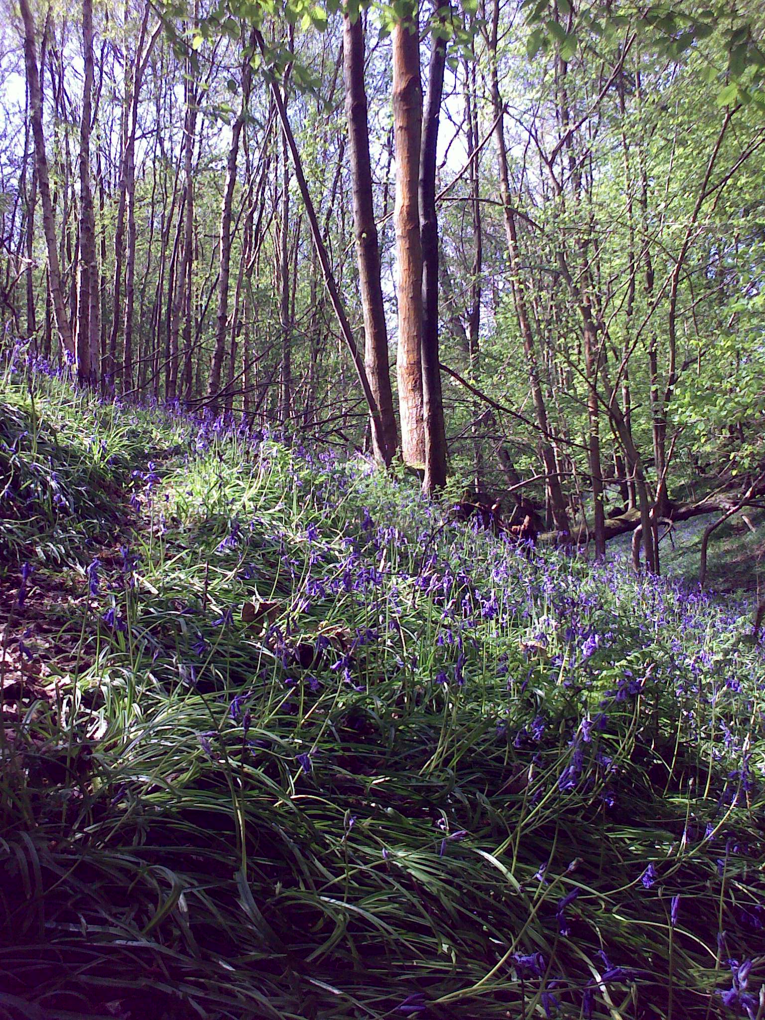 Bluebells