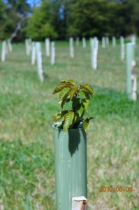 Young trees