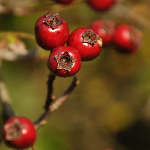 hawthorn berries