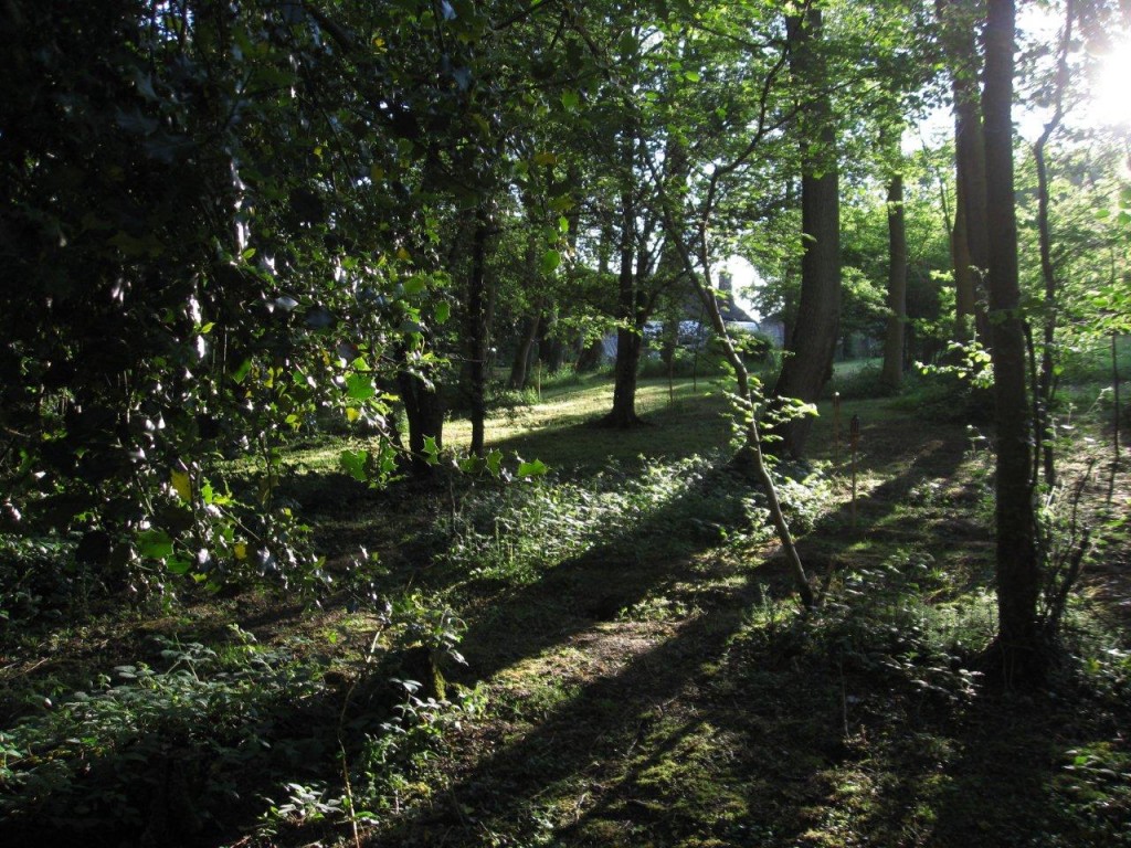 Forest Garden Shovelstrode Courses and Camping 2011 Small Woodland