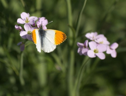 butterfly