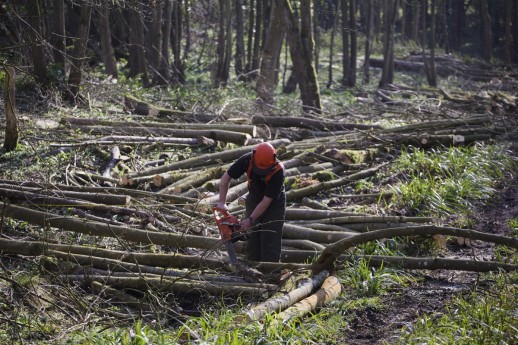 Dowdeswell Forestry Services removing Sycamore from an SSSI near Nailsworth