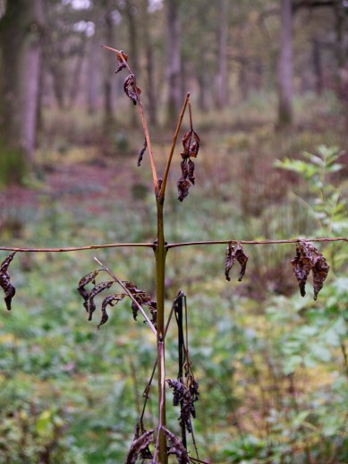 Sylva-persistent-ash-leaves-due-to-Chalara