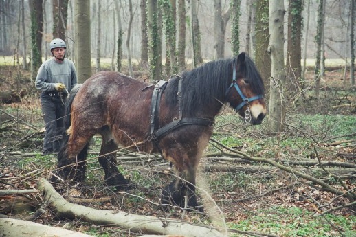 (c) M.Karmann FSC IC Horse Skidding Cologne Forest 020_16A